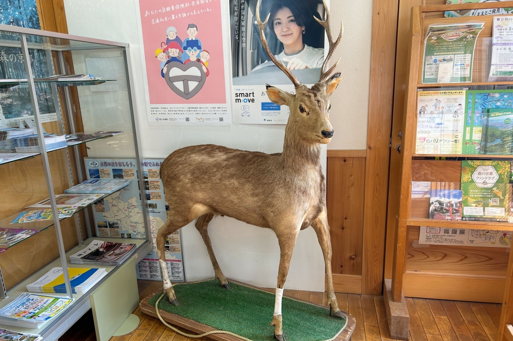 兵庫県北部産★鹿の角 まとめ売り★ K⑪10 鹿のはく製 置物 オブジェ 鹿 角 中古品 直接引き取り