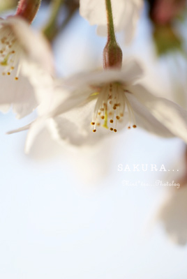 sakura