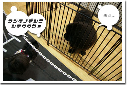 黒棚1上　鳴呼！バラ色の珍生!!　帯付き初版 嗚呼!バラ色の珍生!!』番組広告（1994年10月） 『感動のご対面』企画で