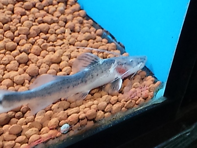 新入荷 | pet shop WAKABAYASHI