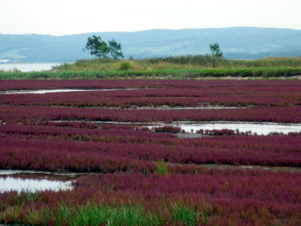 能取湖の珊瑚草