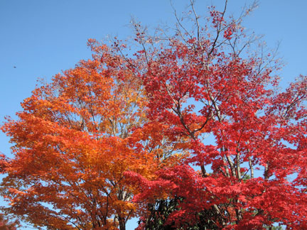 紅葉☆即購入OK様☆専用☆ 平岡樹芸センターの紅葉 2010: Annex of TK Sports Shooting