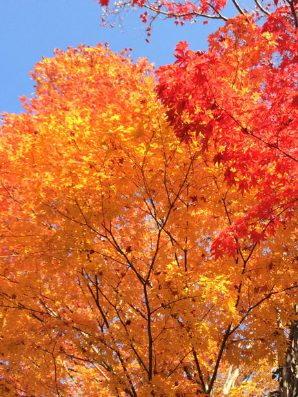 国営昭和記念公園まで紅葉バイクツーリング | イケてる、モノ・コト