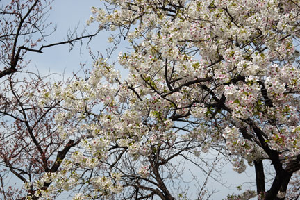 上野の不忍池の桜は五分咲き | イケてる、モノ・コト