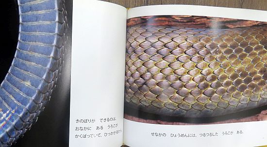 絵本の紹介】「ヘビのひみつ」【491冊目】 | えほにずむの絵本棚