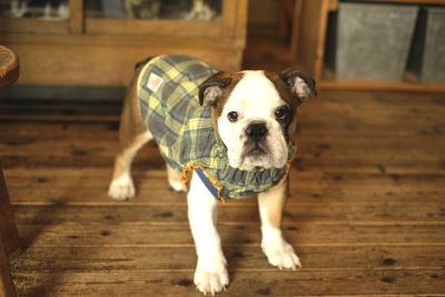 ドムカデザイン ～staff dialy～