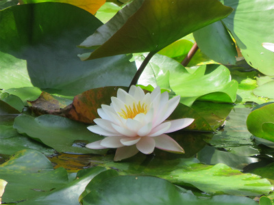 高源寺 紫陽花