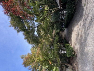 多賀町　紅葉情報その１