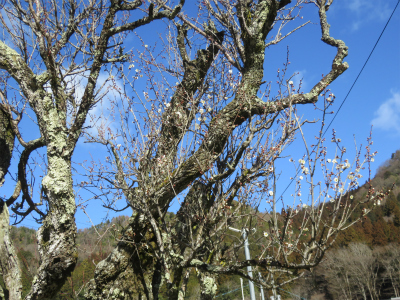 多賀町　梅　開花情報