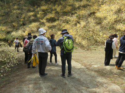 多賀三社まいり＆ミツマタ群生地散策 参加者募集のお知らせ
