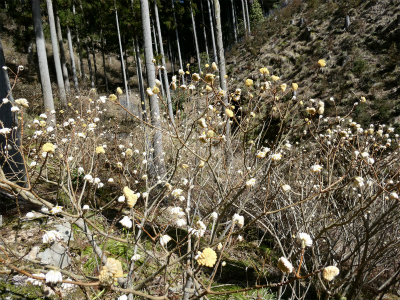 ミツマタ群生地 臨時駐車場 場所変更のお知らせ/ミツマタ群生地 開花情報その1