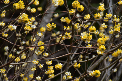 ミツマタ群生地　開花情報その2
