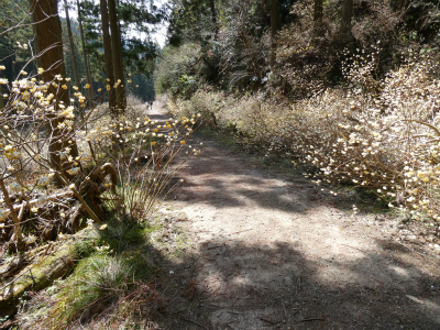 ミツマタ群生地 開花情報その3