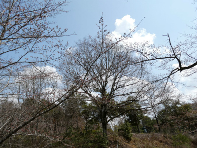 多賀町 桜 開花情報その1
