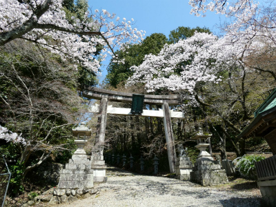 多賀町 桜 開花情報その2