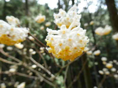 ミツマタ群生地 開花情報その4