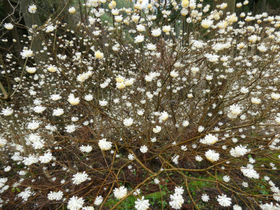 ミツマタ群生地 開花情報その5