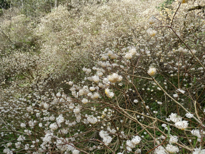 ミツマタ群生地 開花情報その6/臨時駐車場閉鎖のお知らせ(予告)