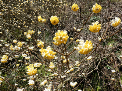 ミツマタ群生地 鑑賞期間終了のお知らせ