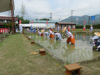 令和8年 多賀大社 お田植祭のお知らせ