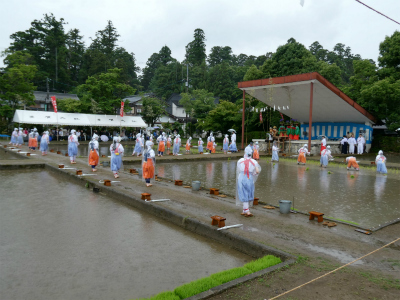 令和8年 多賀大社 お田植祭が執り行われました