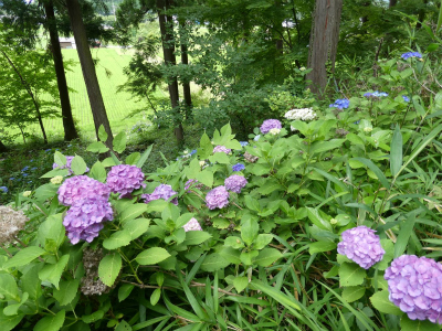 高源寺 紫陽花