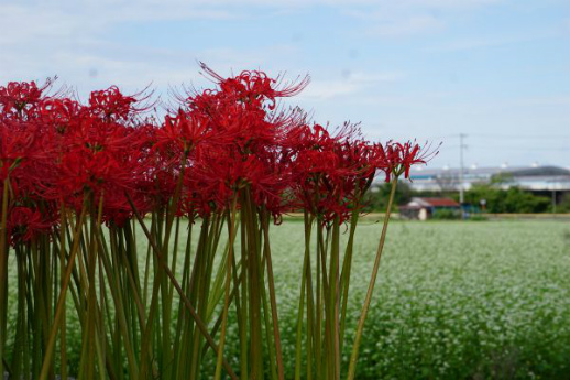 そばの花
