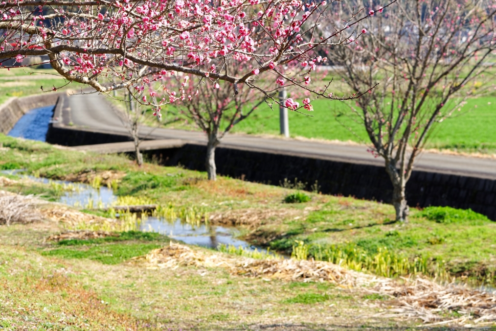 豊後大野市緒方町原尻