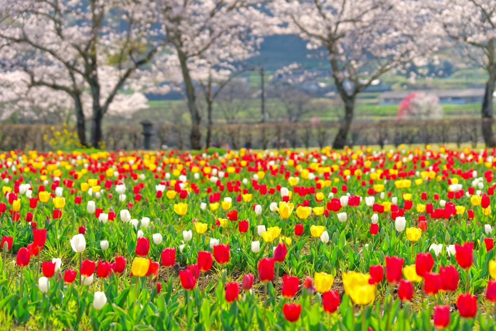 お魚ちゃんが右往左往 大分県豊後大野市から気ままなblog