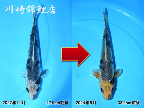 浅黄の血 | 錦鯉販売・浅田錦鯉（旧川崎錦鯉店）のオフィシャルブログ