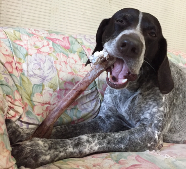 Resultado de imagen para German Shorthaired Pointer ç¬ æ¯