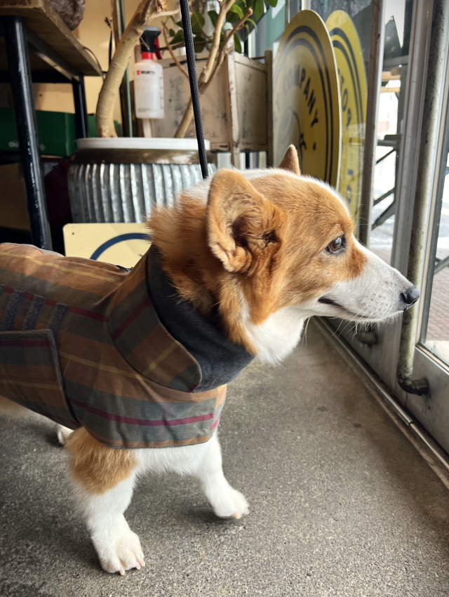 楽天市場】犬の服 犬 夏服 メッシュ ベスト フィッシングベスト
