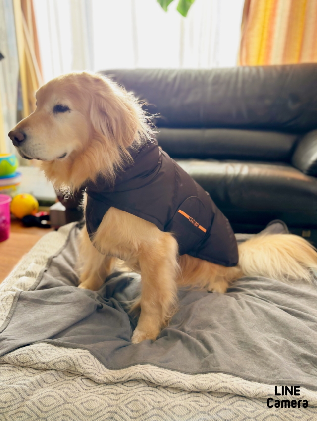 人気沸騰ブラドン ハンドメイド犬服 ままちゃん♡みるくここみ♡様リクエスト専用 犬服・アクセサリー
