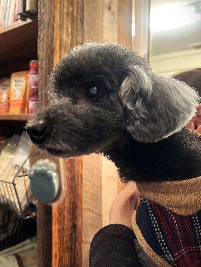  女子小学生ワレメおしっこ　裏本 無修正 DENI'S STORE犬がいる生活