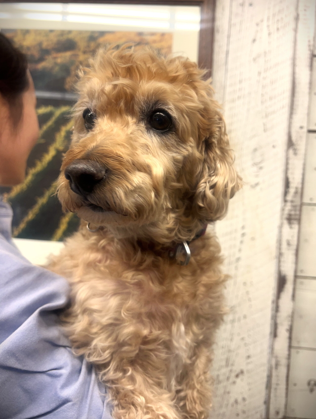 ベリーちゃん様専用(コーギー犬2匹とクリスマスセットA又はB ベリーちゃん様専用(コーギー犬2匹とクリスマスセットA又はB