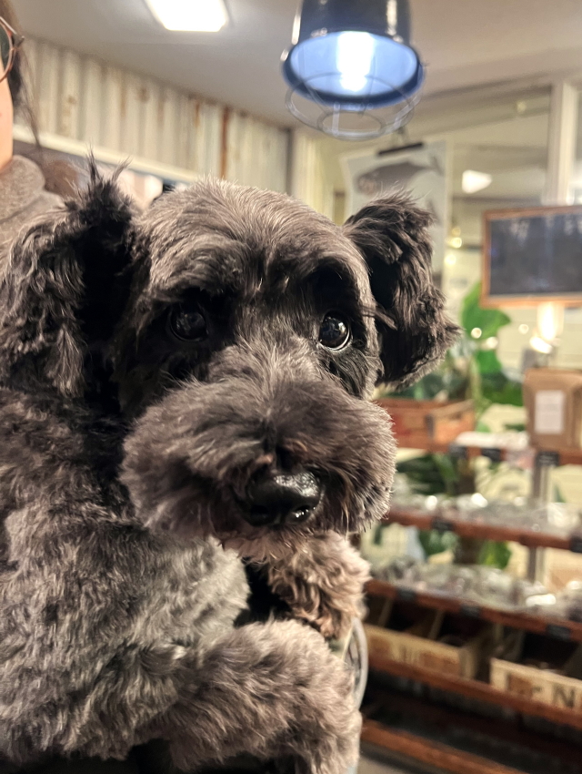 DENI'S STORE犬がいる生活
