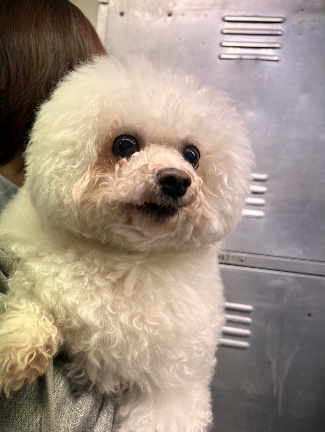 DENI'S STORE犬がいる生活