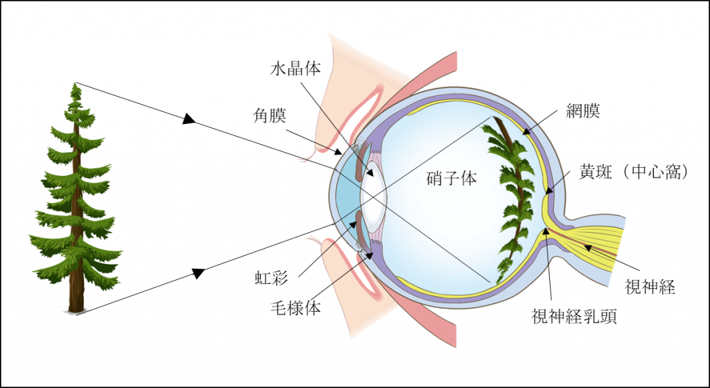 画像処理から見た人の視覚 | Optical Learning Blog