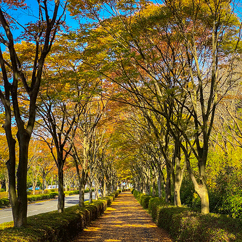 今年の紅葉狩りは、美しい自然のある厚木で。 | 日比野拓 NOTE