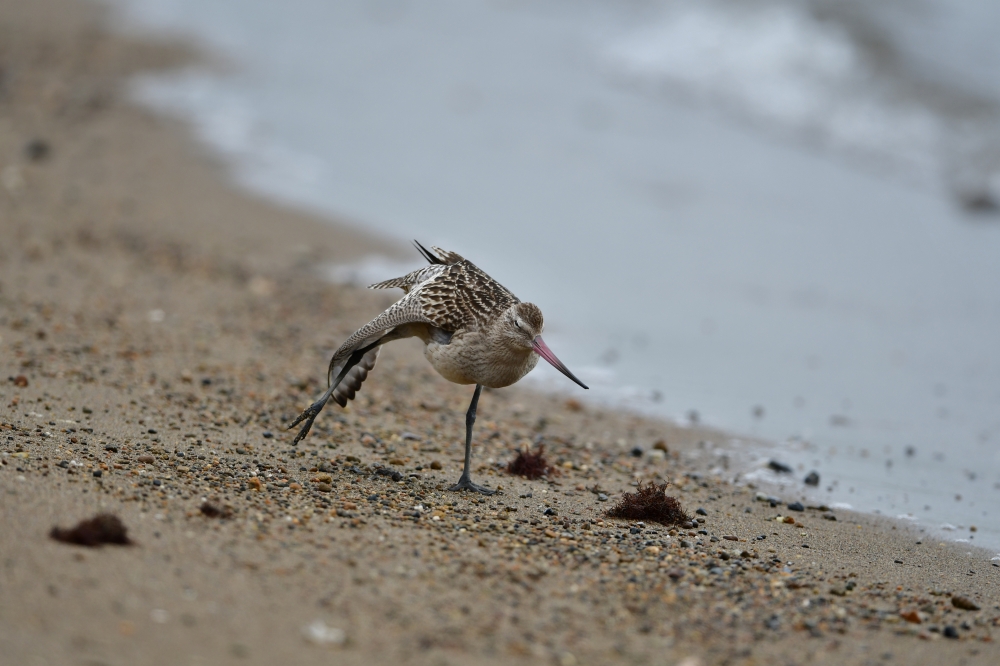 オオソリハシシギの続きです | おのころ ~鳥撮り紀行~