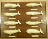 8 whales plate