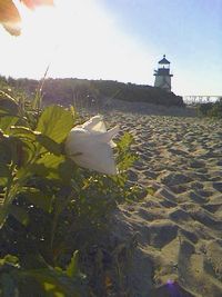 Rose and Brant point