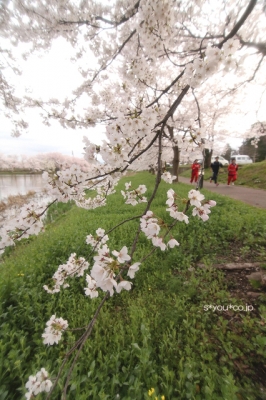 sakura