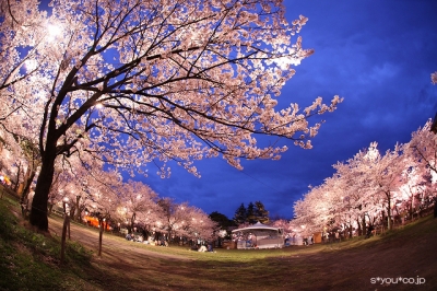 sakura