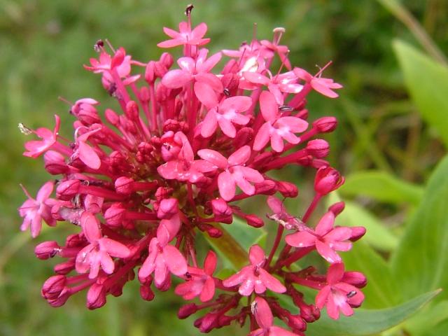 centranthus_ruber_red_valerian_flowe.jpg