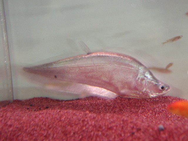 プラチナナイフフィッシュ プラチナナイフフィッシュ