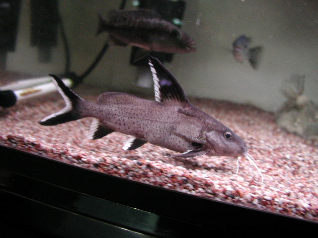 ワイルド シノドンティス・グラニュロースス | イーストアフリカ