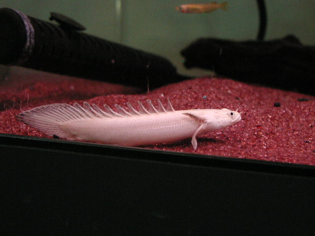 プラチナエンドリ 約28センチ