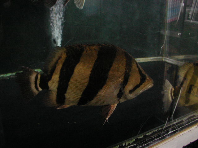 本ダトニオ（シャムタイガー） タイ産 | イーストアフリカ