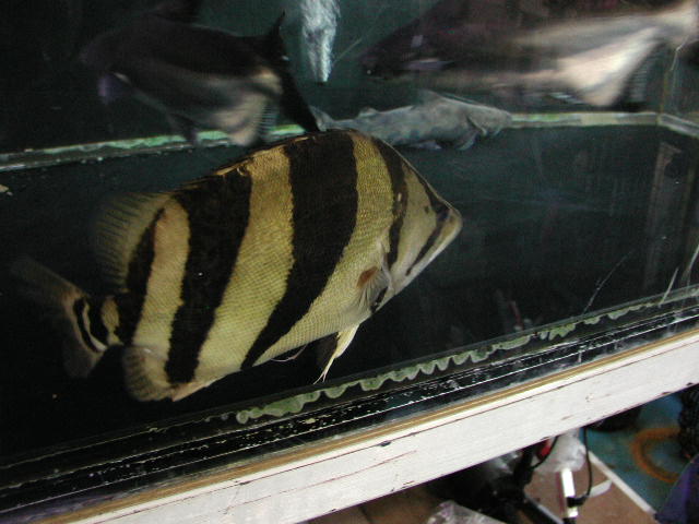 本ダトニオ（シャムタイガー） タイ産 | イーストアフリカ